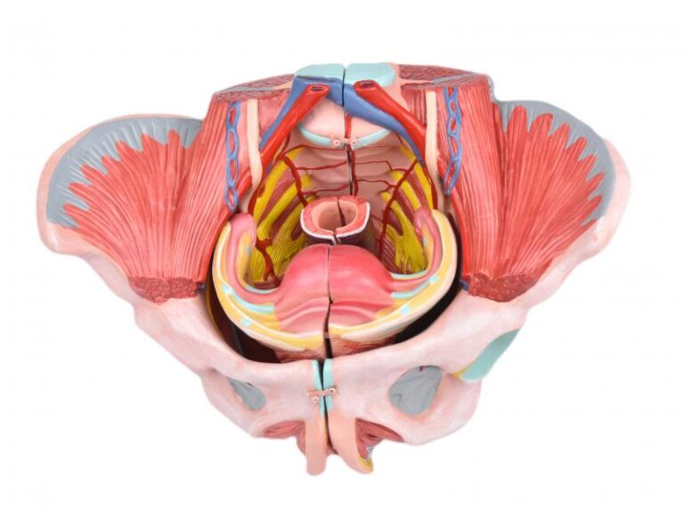 anatomia e fisiologia para enfermagem