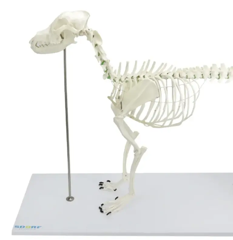 anatomia veterinária esqueleto plástico