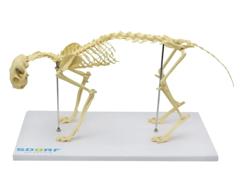 esqueleto felino para clínicas veterinárias