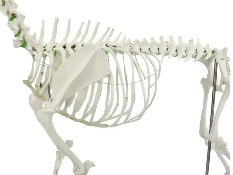 material de estudo veterinário resina