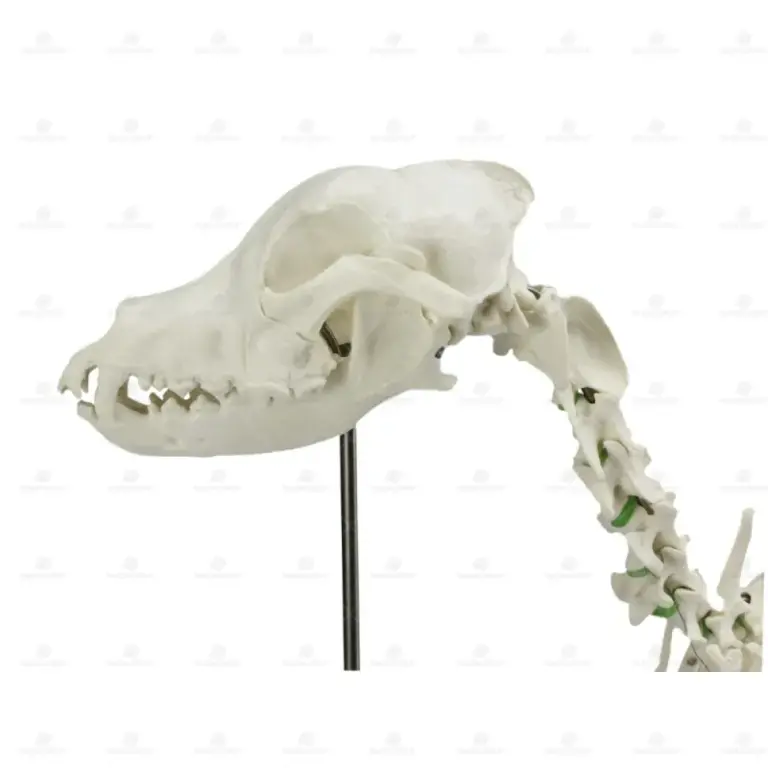 material de estudo veterinário resina